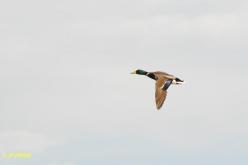 Canard colvert